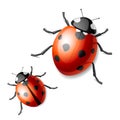 Ladybird Royalty Free Stock Photo