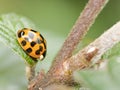 Ladybird