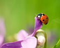 Ladybird Royalty Free Stock Photo