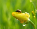 Ladybird Royalty Free Stock Photo