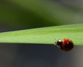Ladybird Royalty Free Stock Photo