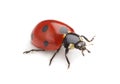 Ladybird Royalty Free Stock Photo