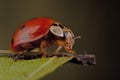 Ladybird Royalty Free Stock Photo