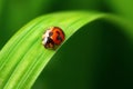 Ladybird Royalty Free Stock Photo