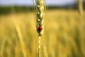 Ladybird Royalty Free Stock Photo