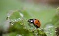 Ladybird