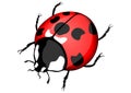 Ladybird Royalty Free Stock Photo