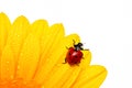 Ladybird Royalty Free Stock Photo