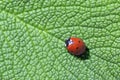 Ladybird Royalty Free Stock Photo