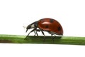 Ladybird