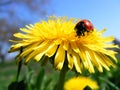 Ladybird Royalty Free Stock Photo