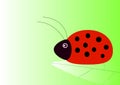 Ladybird Royalty Free Stock Photo
