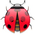 Ladybird Royalty Free Stock Photo