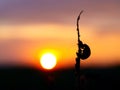 Ladybird against the coming sun Royalty Free Stock Photo