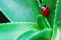 Ladybird on aloe Royalty Free Stock Photo