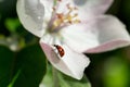 Ladybird on apple blossom. Apple blooming branch and ladybug Royalty Free Stock Photo