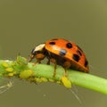 Ladybird attack aphids Royalty Free Stock Photo