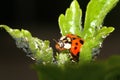 Ladybird Royalty Free Stock Photo