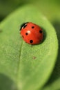 Ladybird Royalty Free Stock Photo