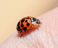Ladybird beetle on the background of human hand. Ladybug close up. Royalty Free Stock Photo