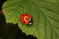 Ladybird beetle (Coccinella septempunctata)