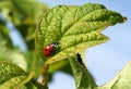Ladybird beetle Coccinella septempunctata Royalty Free Stock Photo