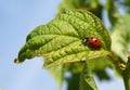 Ladybird beetle Coccinella septempunctata Royalty Free Stock Photo