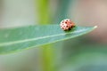 ladybird beetle insect on leaf over green blur background Royalty Free Stock Photo