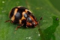 Ladybird, beetle on leaf Royalty Free Stock Photo