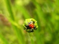 Ladybird Beetle in an unopened flower bud Royalty Free Stock Photo