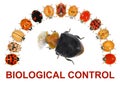 Ladybird beetles. Color biodiversity. Biological control.