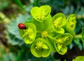 Ladybird beetles eating on a flower blue myrtle spurge, broad-leaved glaucous-spurge (Euphorbia myrsinites