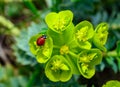 Ladybird beetles eating on a flower blue myrtle spurge, broad-leaved glaucous-spurge (Euphorbia myrsinites Royalty Free Stock Photo