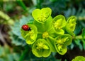 Ladybird beetles eating on a flower blue myrtle spurge, broad-leaved glaucous-spurge (Euphorbia myrsinites