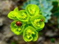 Ladybird beetles eating on a flower blue myrtle spurge, broad-leaved glaucous-spurge (Euphorbia myrsinites Royalty Free Stock Photo