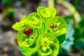 Ladybird beetles eating on a flower blue myrtle spurge, broad-leaved glaucous-spurge (Euphorbia myrsinites