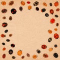 Ladybird beetles. Frame. Color biodiversity