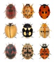 Ladybird beetles