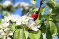 Ladybird in a blooming bird tree Royalty Free Stock Photo