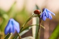 Ladybird on a blue flower Royalty Free Stock Photo