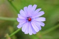 LADYBIRD ON THE BLUE FLOWER