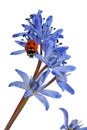 Ladybird on the Blue Snowdrop