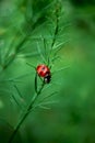 Ladybird