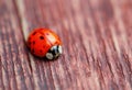 Ladybird on brown wood