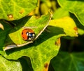 Ladybird bug sitting on a green ivy leaf, insect with orange wings and black spots, common insect in europe Royalty Free Stock Photo