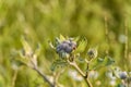 Ladybird and Bush Burdock. Macro and Blurry Background. Royalty Free Stock Photo