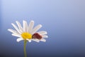 Ladybird on camomile flower, ladybug on blue background Royalty Free Stock Photo