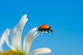 Ladybird on chamomile petal