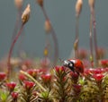 Ladybird climb on red blossom moss