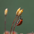 Ladybird climbed on Haircap moss seta Royalty Free Stock Photo